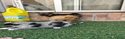 Pomchi perros en venta: Cruzaditos de chihuahua y pomerania  - Anuncio 13