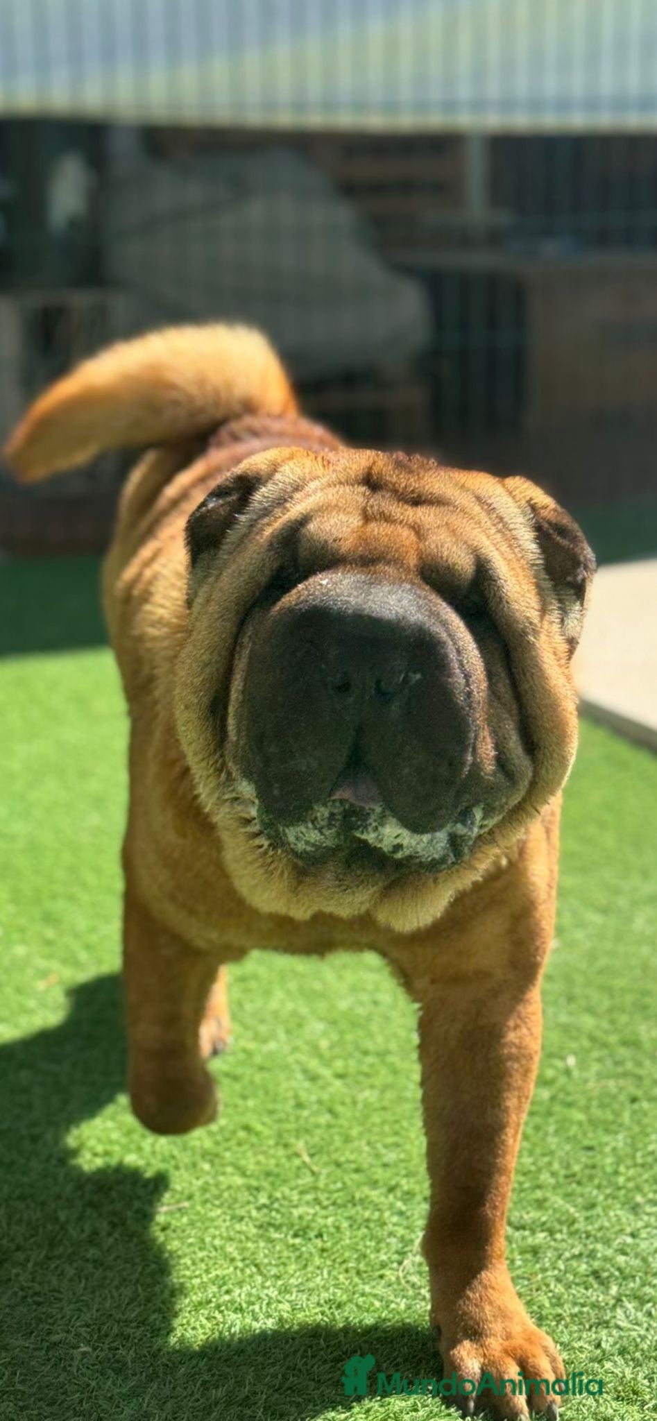 Shar Pei perros SHAR PEI ADOPCION - Anuncio 10