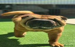 Shar Pei perros en adopcion: SHAR PEI ADOPCION - Imagen 1