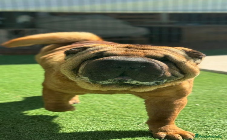 Shar Pei perros - Anuncio 3