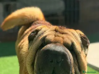 Shar Pei perros SHAR PEI ADOPCION - Anuncio 10