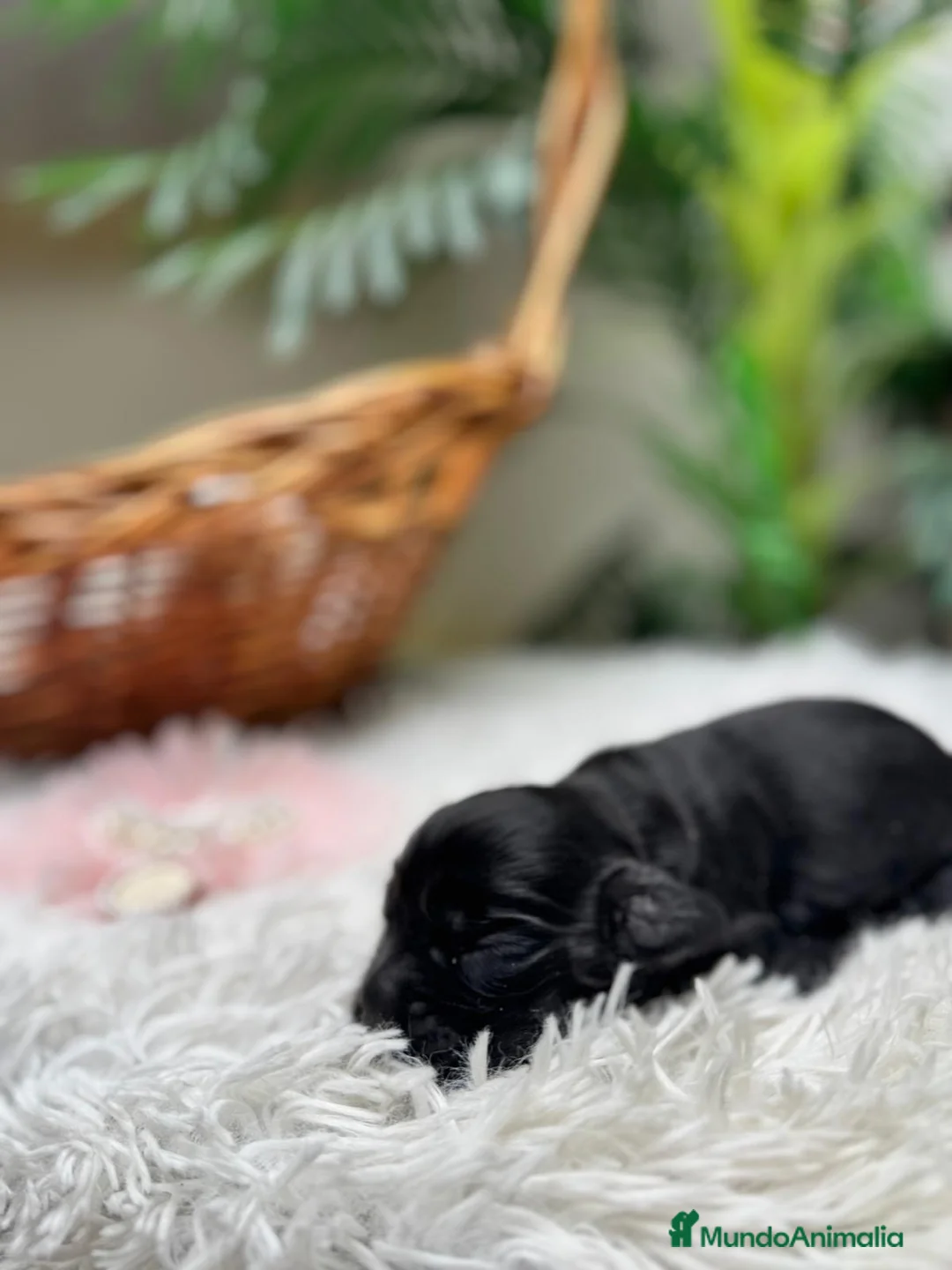 Cocker Spaniel Inglés perros en venta: COCKER HEMBRA - Anuncio 2