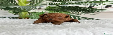 Caniche Toy 3