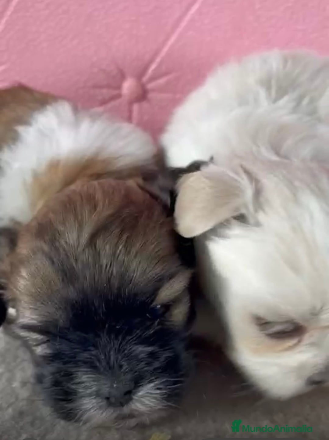 Shih Tzu perros en venta: Shih tzu disponibles hembras y macho!!! - Anuncio 4