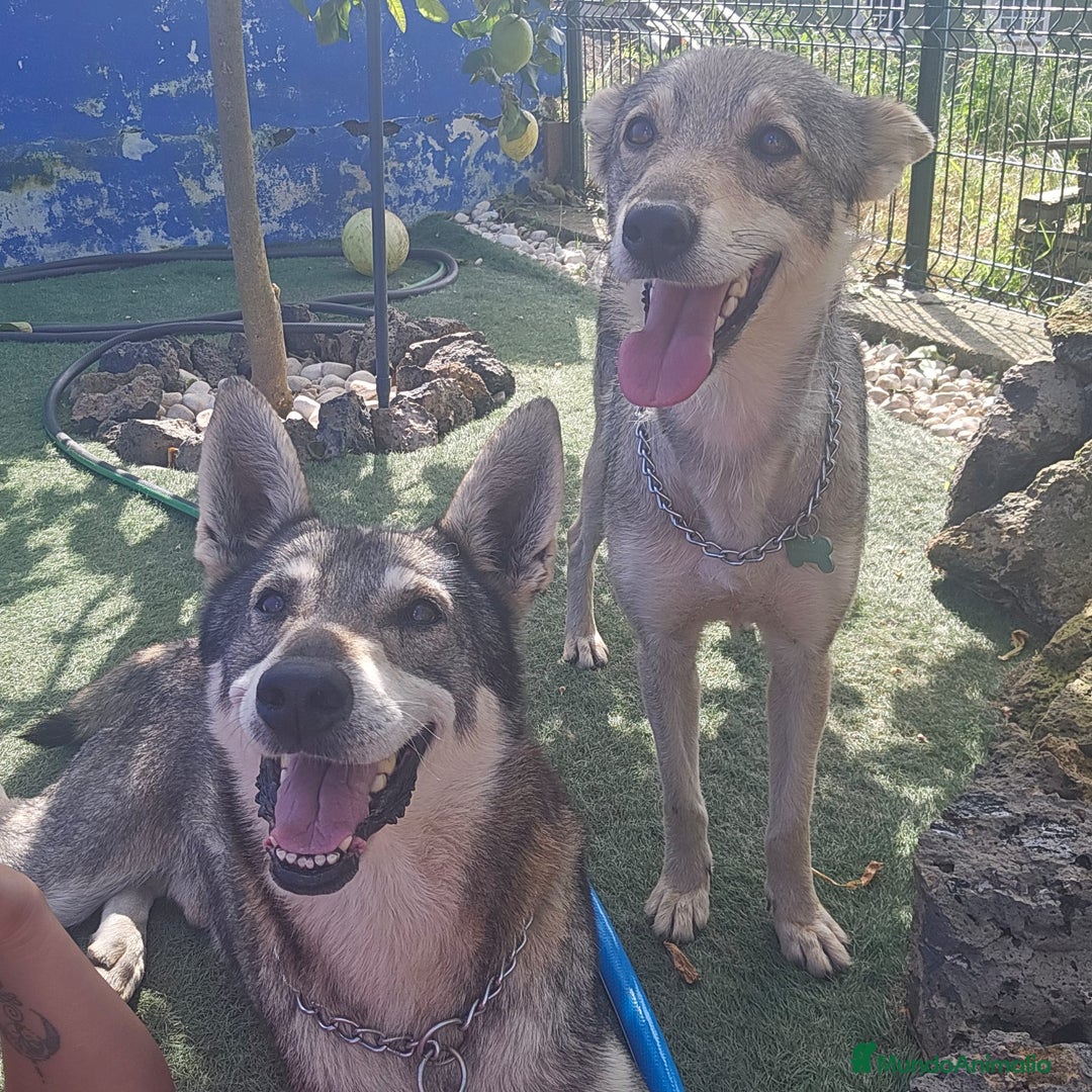 Perro Lobo Checoslovaco perros en venta: Perro lobo herreño  - Imagen 1