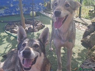 Perro Lobo Checoslovaco perros - Anuncio 40