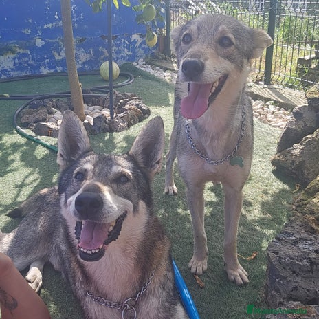 Perro Lobo Checoslovaco perros - Anuncio 2