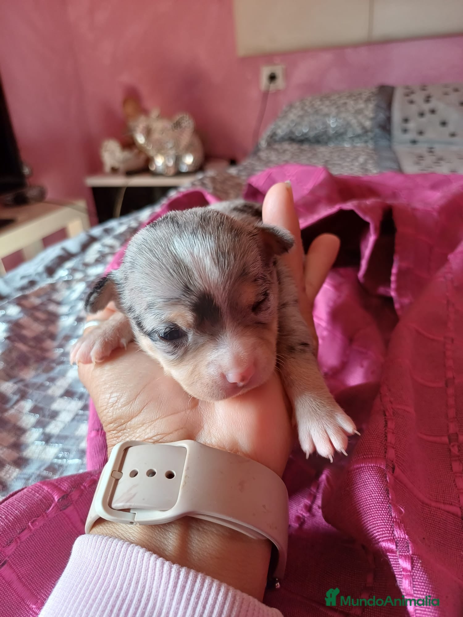 Chihuahua perros Chihuahua hembra merle🐾🩷 - Anuncio 4