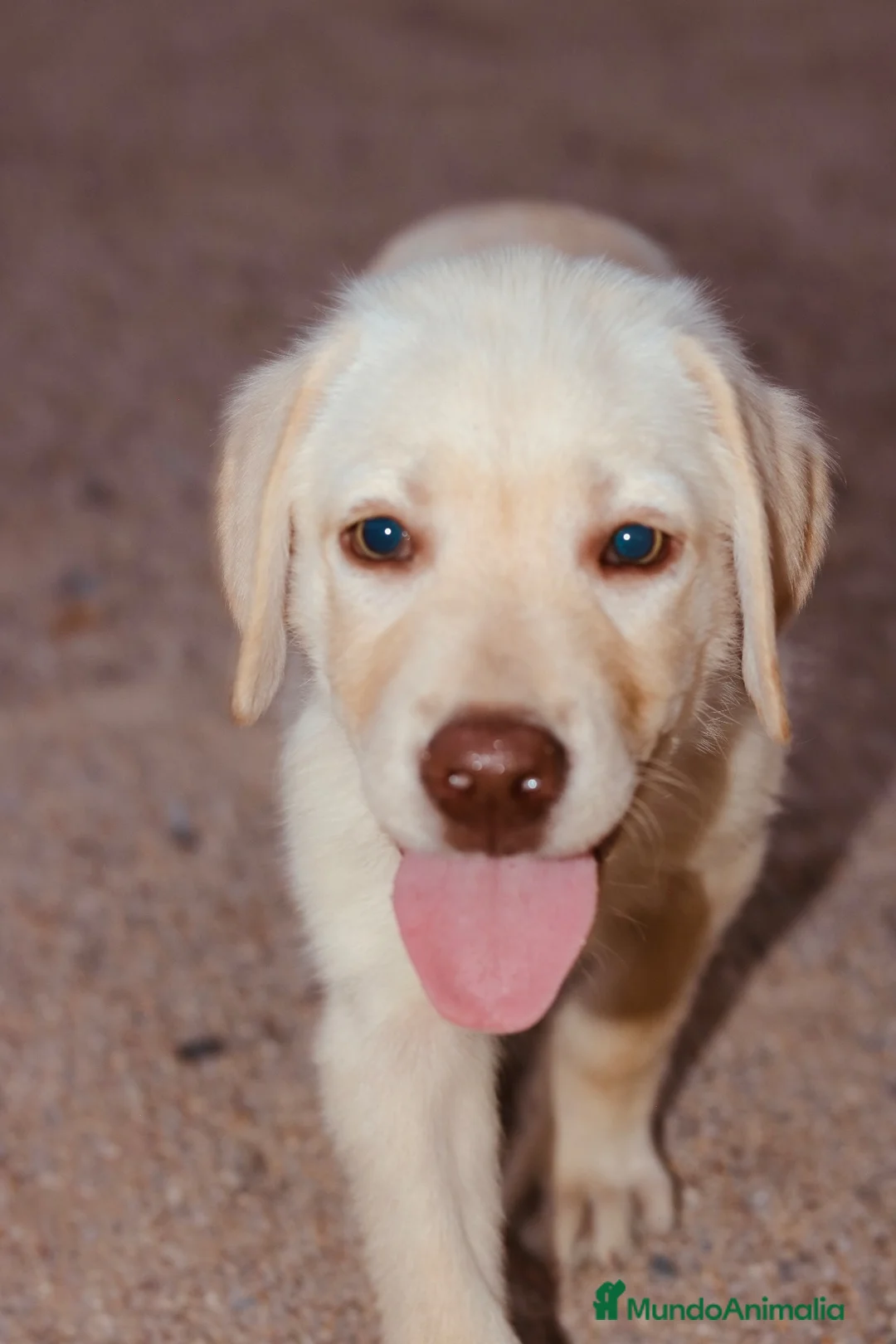 Labrador Retriever perros en venta: Cachorro macho amarillo.  - Anuncio 2