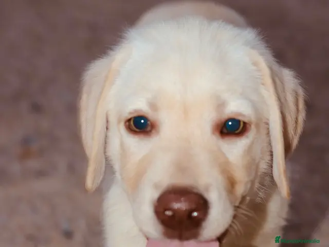 Labrador Retriever perros en venta: Exclusivo cachorro macho amarillo. - Anuncio 2