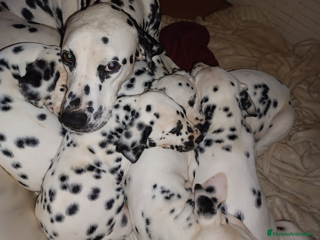 Dálmata perros en venta: Cachorros de dalmatas  - Anuncio 7
