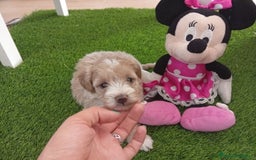 Maltipoo perros en venta: Preciosos ejemplares toy - Imagen 3