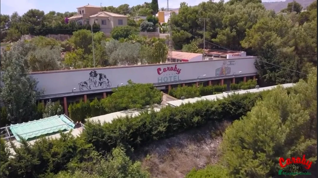 Pinscher Alemán perros en venta: Benidorm Todos los servicios para tu mascota  en Alicante - Anuncio 16