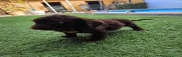 Perro de Agua Español perros en venta: Hembra y macho en Madrid - Anuncio 4