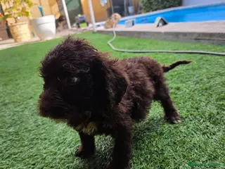 Perro de Agua Español perros MACHITO DISPONIBLE - Anuncio 25
