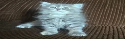 Británico de Pelo Corto Azul gatos en venta: Gatcot.com - Anuncio 6