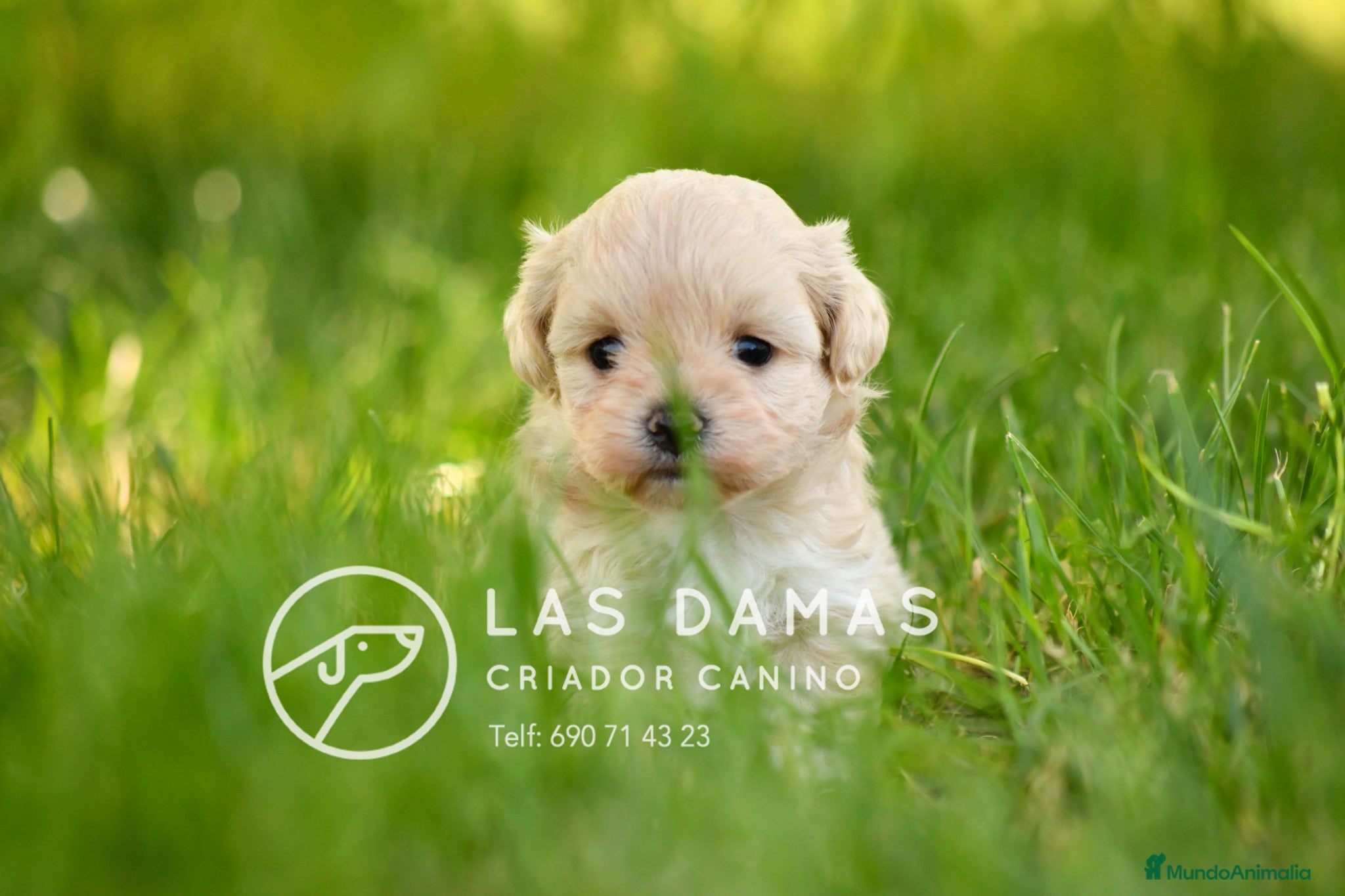 Maltipoo perros en venta: MALTIPOO PRÓXIMA CAMADA - Anuncio 2