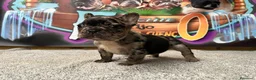 Bulldog Francés perros en venta: Bulldog francés Merle  en Madrid - Anuncio 4
