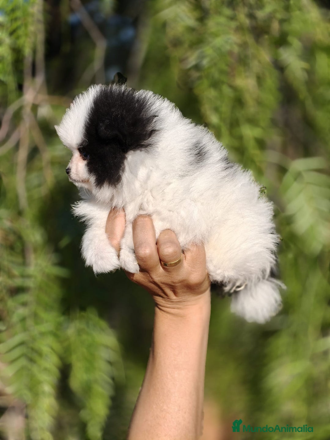 Pomerania perros en venta: Pomerania Blanco y Negro línea rusa  - Imagen 6