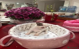 Chihuahua perros en venta: Chihuahua de pelo largo  - Imagen 2