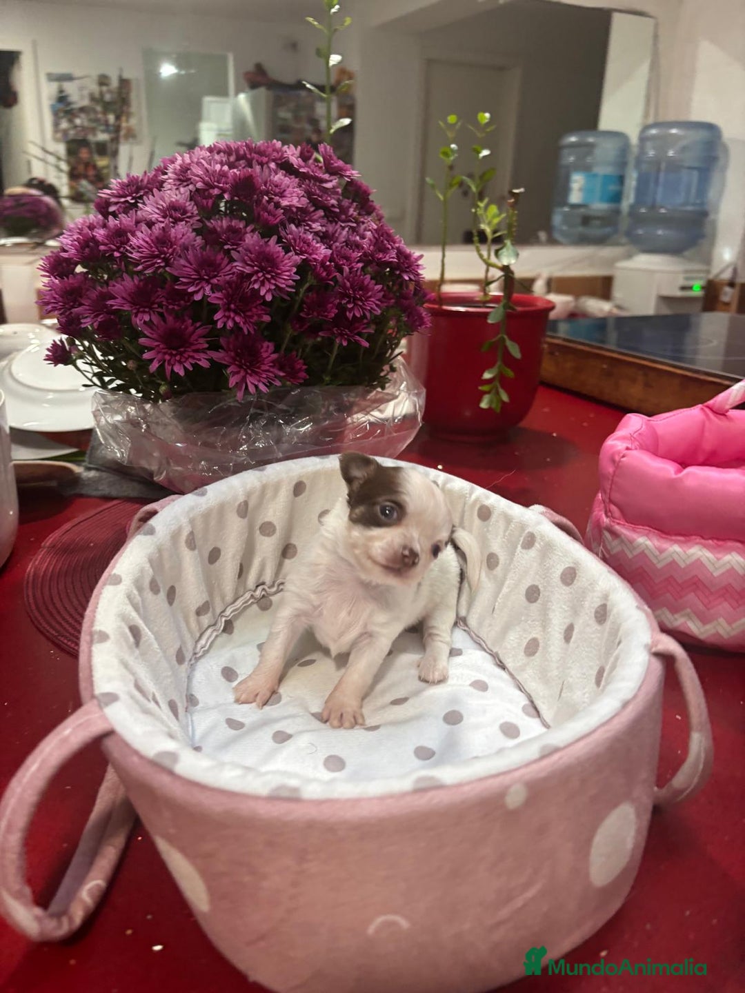 Chihuahua perros en venta: Chihuahua de pelo largo  - Imagen 2