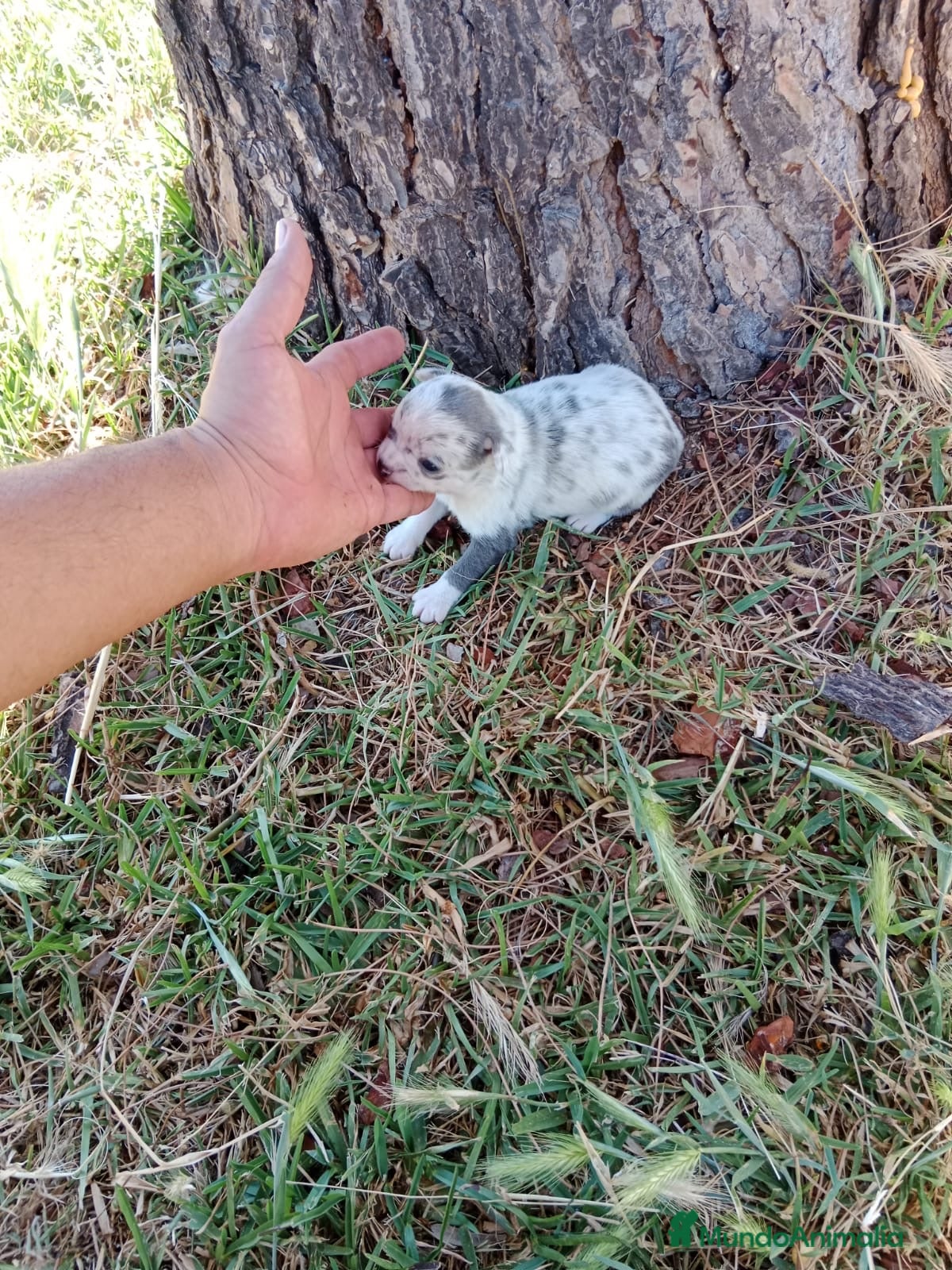 Chihuahua perros Chihuhuas machos - Anuncio 1