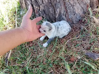 Chihuahua perros Chihuhuas machos - Anuncio 1
