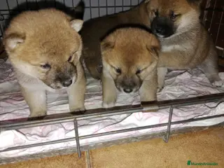 Shiba Inu perros shiba inu - Anuncio 1
