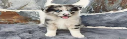 Raza Mixta perros en venta: BORDERPOM (POMERANIA + BORDER COLLIE) - Anuncio 6