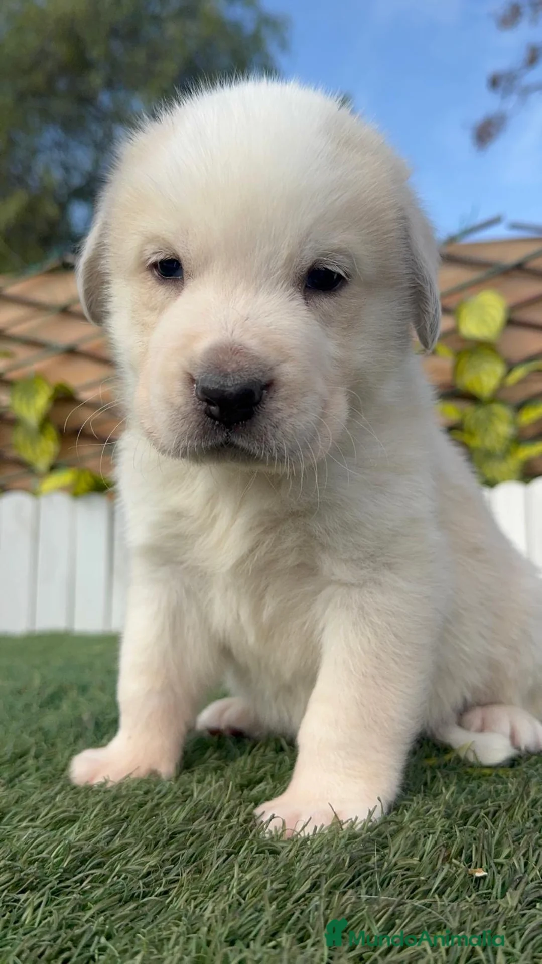 Mastín Español perros en venta: MASTIN ESPAÑOL - Anuncio 20