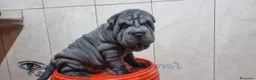 Shar Pei perros en venta: ‼️‼️Preciosa camada de minipeis  - Anuncio 3