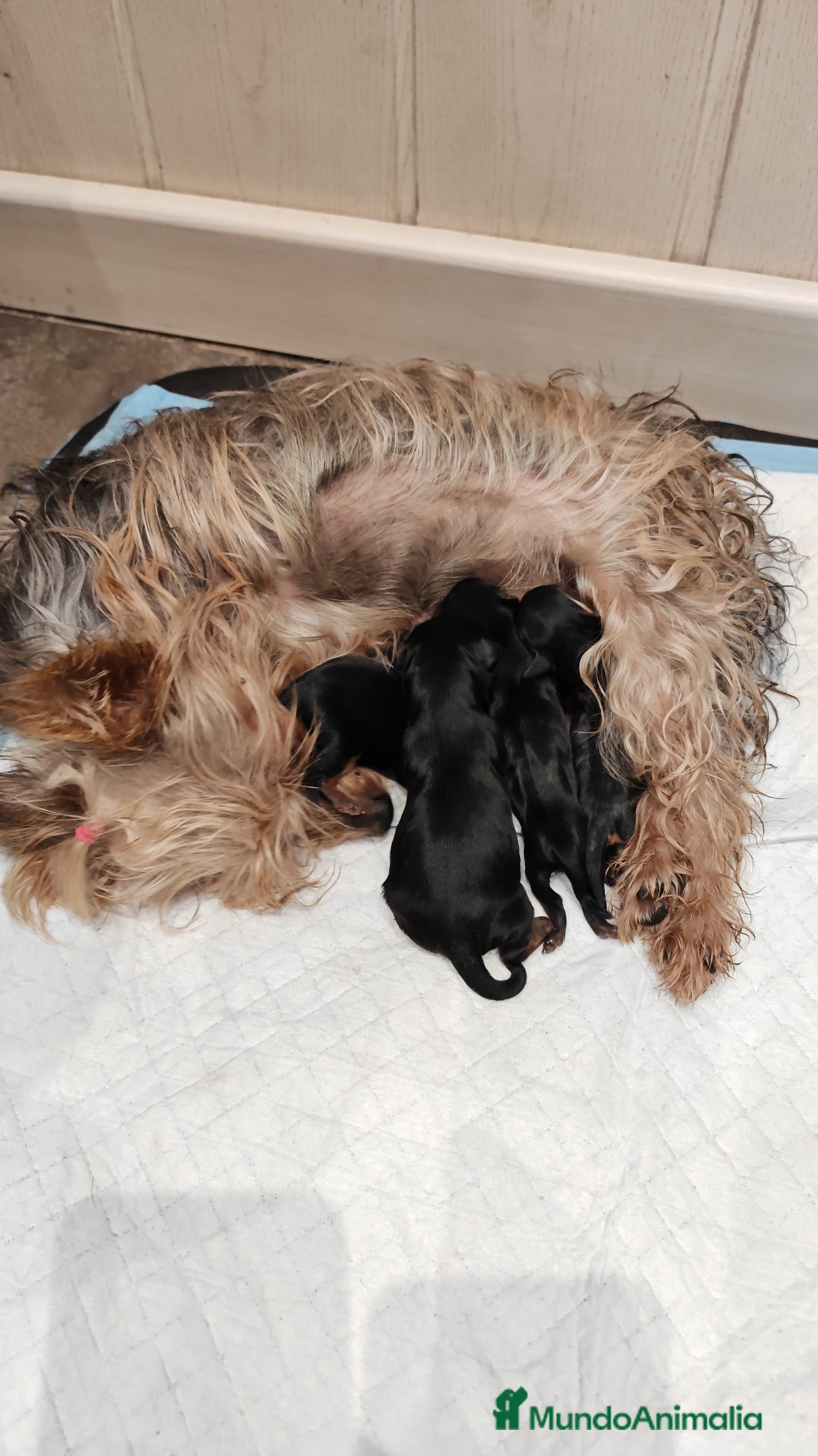 Yorkshire Terrier perros Camada de Yorkshire - Anuncio 1