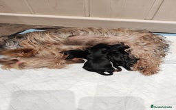 Yorkshire Terrier perros en venta: Camada de Yorkshire - Anuncio 3