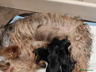 Yorkshire Terrier perros Camada de Yorkshire - Anuncio 3