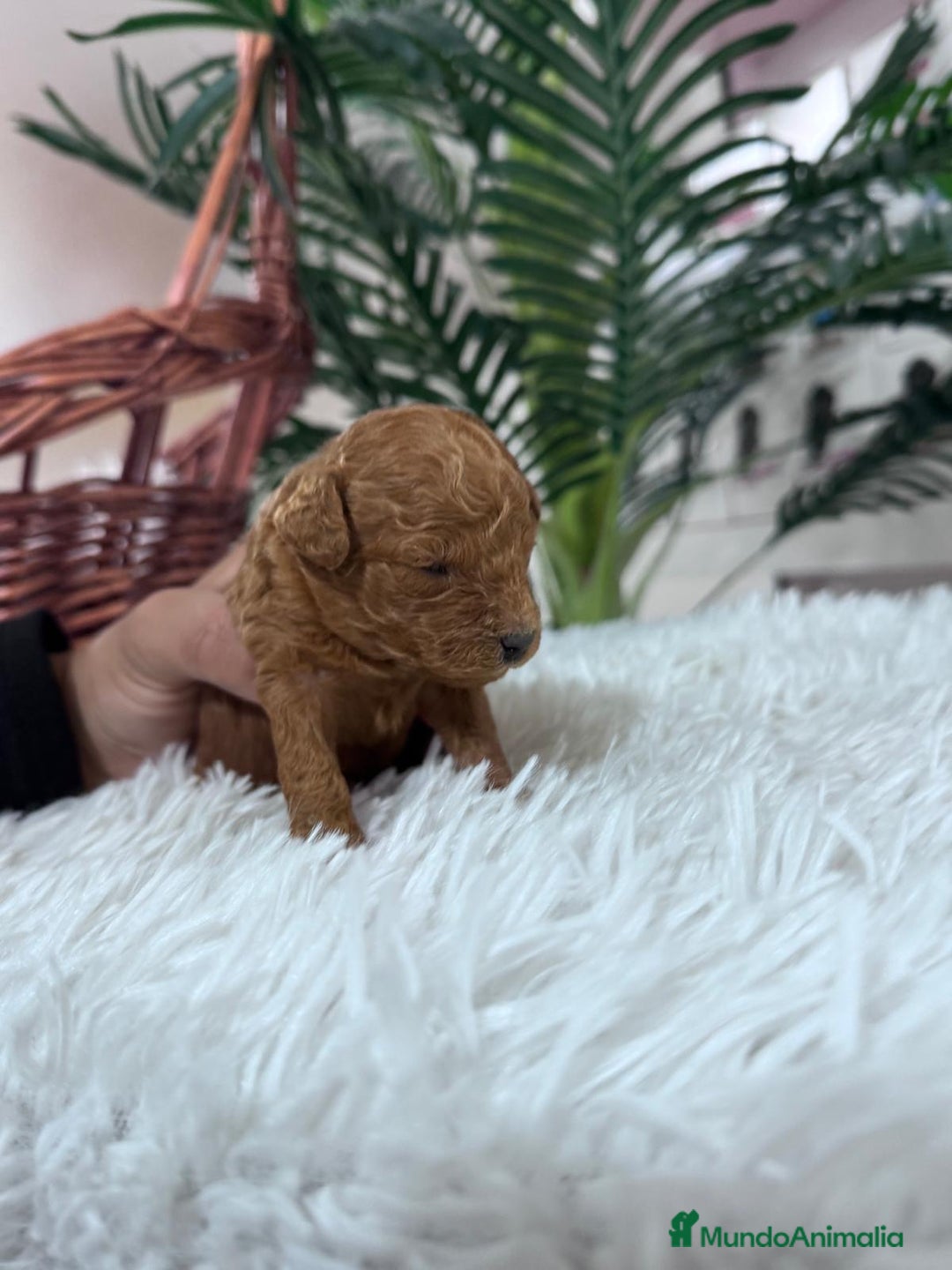 Caniche Toy perros en venta: CANICHE TOY - Anuncio 12