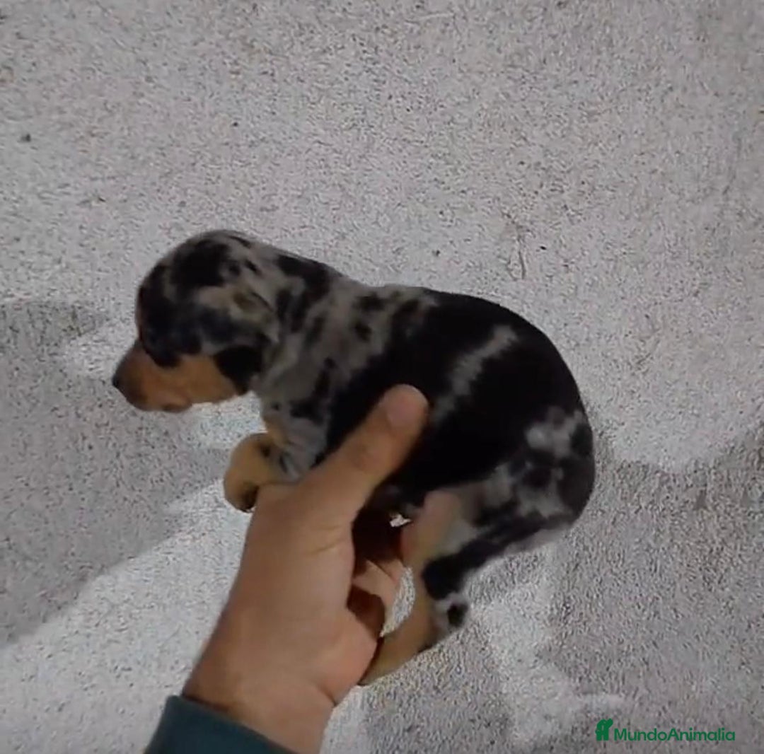 Pinscher Miniatura perros en venta: Pinscher miniatura merle  - Anuncio 6