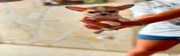 Chihuahua perros en venta: Chihuahua toy en Madrid - Anuncio 8