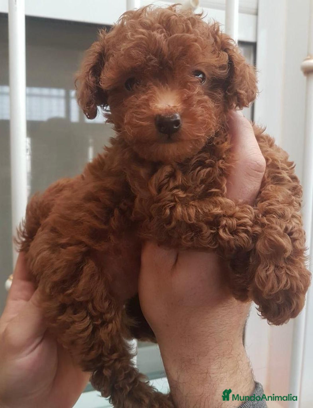 Caniche Toy perros en venta: Adorable bebé de Caniche Rojo Toy - Imagen 1