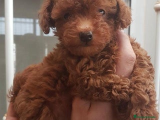 Caniche Toy perros - Anuncio 16