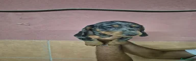 Teckel Cachorro 4