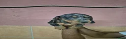 Teckel perros en venta: Teckel arlequín y negro  en Girona - Anuncio 1