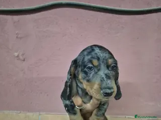 Teckel perros Teckel arlequín y negro - Anuncio 1