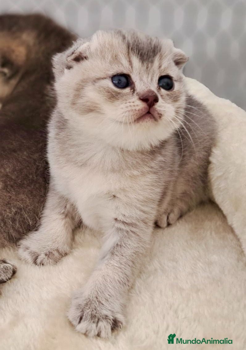 Británico de Pelo Corto Azul gatos VENTA GATO BRITISH SHORTAIR - Anuncio 1