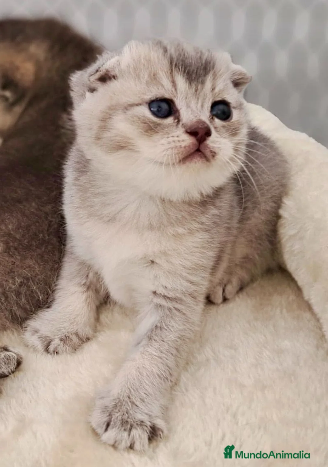 Británico de Pelo Corto Azul gatos en venta: VENTA GATO BRITISH SHORTAIR - Anuncio 1