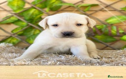 Labrador Retriever perros en venta: Camada de Helena  - Imagen 4