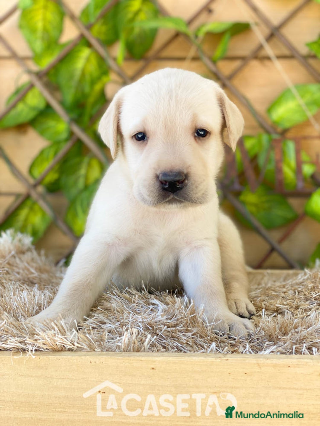 Labrador Retriever perros en venta: Camada de Helena  - Imagen 4
