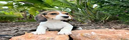 Beagle perros en venta: BEAGLE  - Anuncio 2