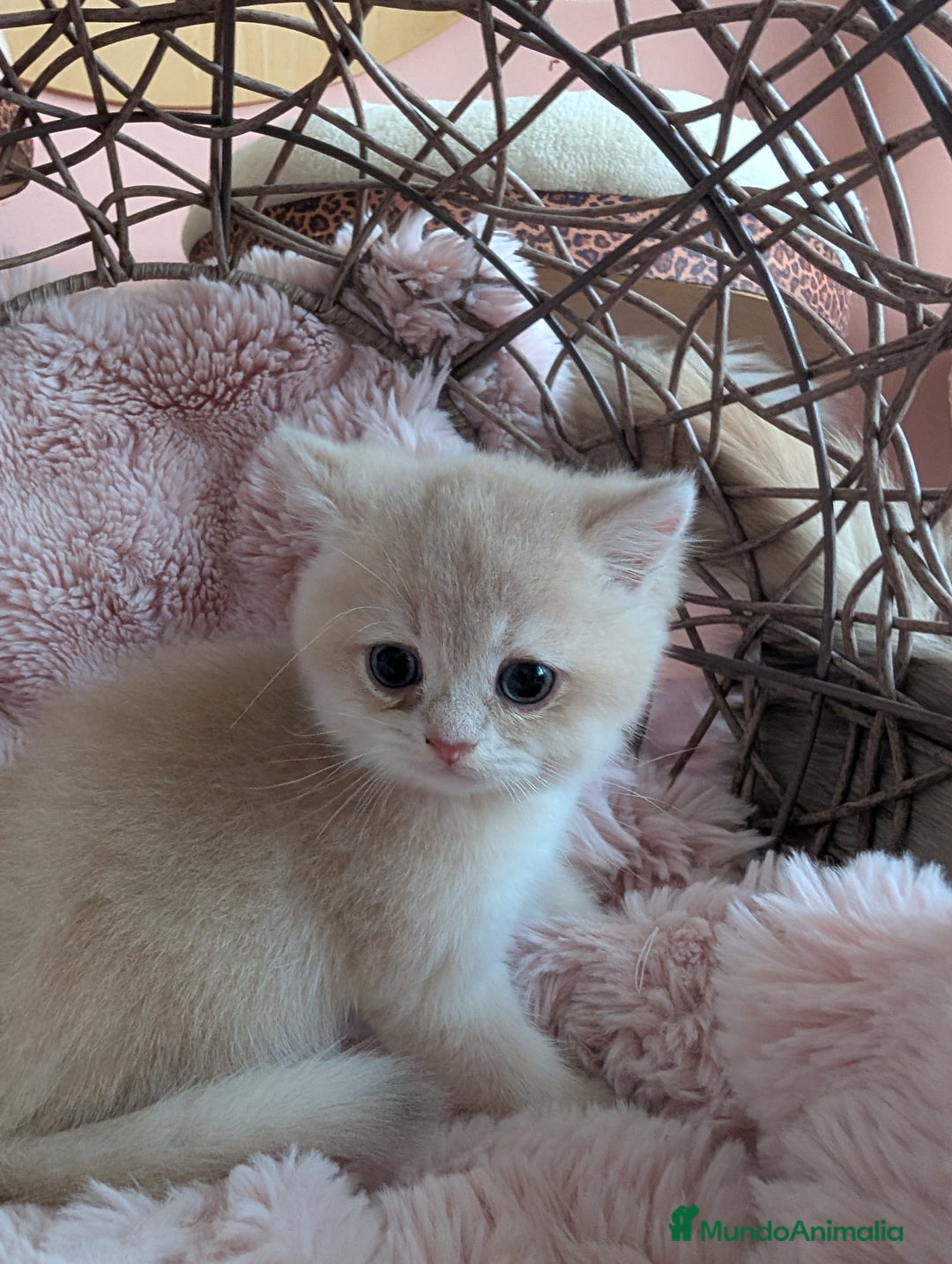 Británico de Pelo Corto gatos en venta: Gatitos British golden de pelo corto - Imagen 6