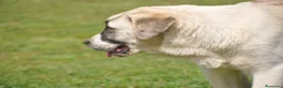 Mastín Español perros en venta: Mastin Español Autóctono Ganadero - Anuncio 3
