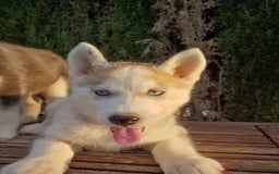 Husky Siberiano perros en venta: Camada de husky  - Imagen 2